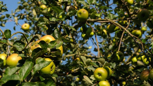 Apples in the orchard at Wimpole Estate, Cambridgeshire